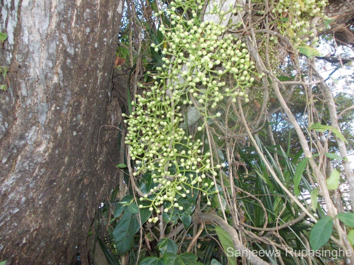 Anamirta cocculus (L.) Wight & Arn.